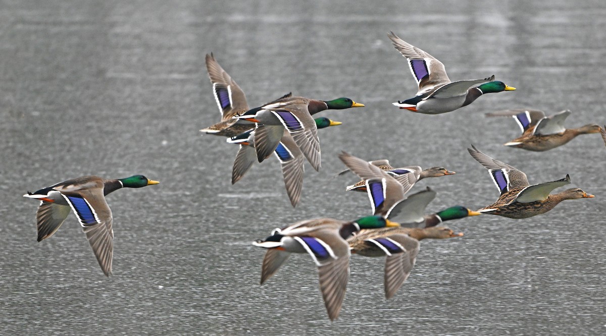 Mallard - ML646965172