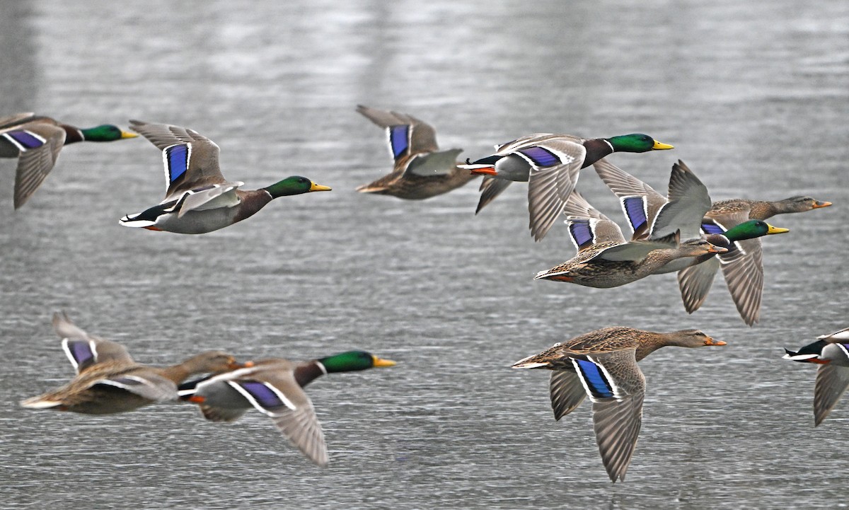 Mallard - ML646965173