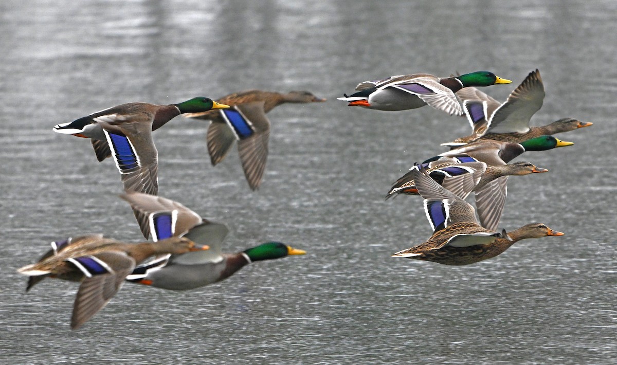 Mallard - ML646965174