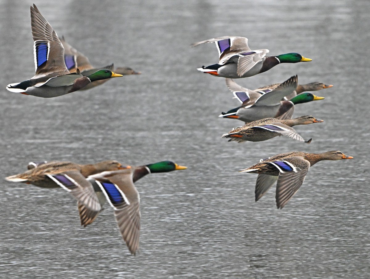 Mallard - ML646965175