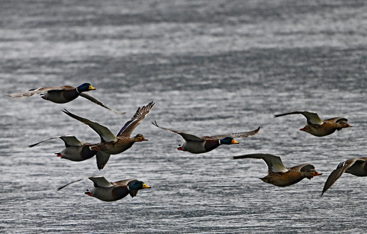 Mallard - ML646965176