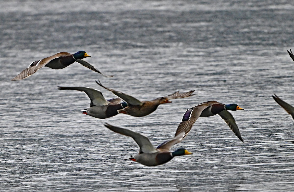 Mallard - ML646965177