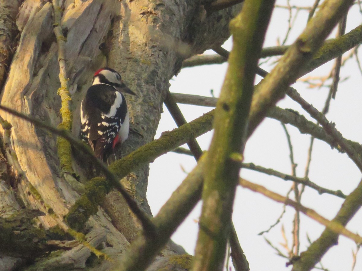 Great Spotted Woodpecker - ML646965180