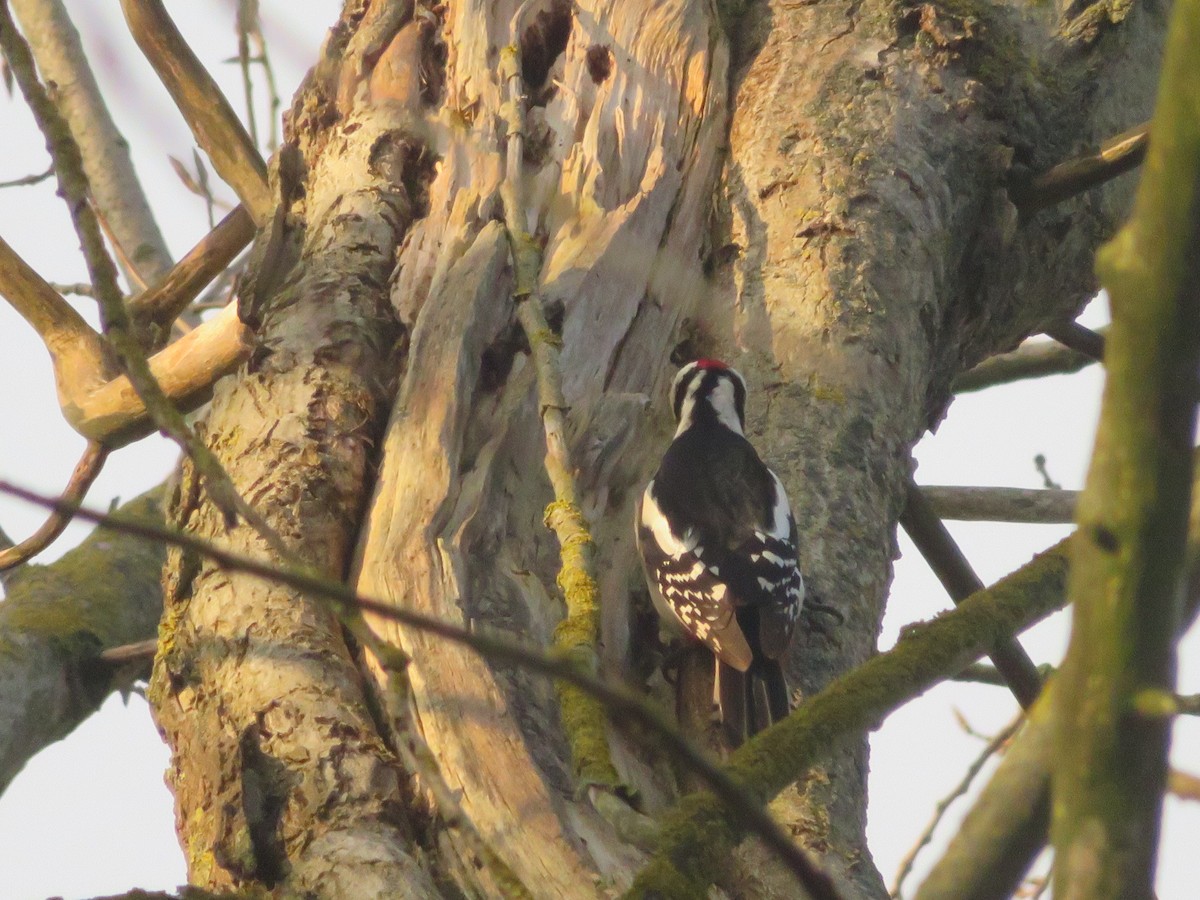 Great Spotted Woodpecker - ML646965181