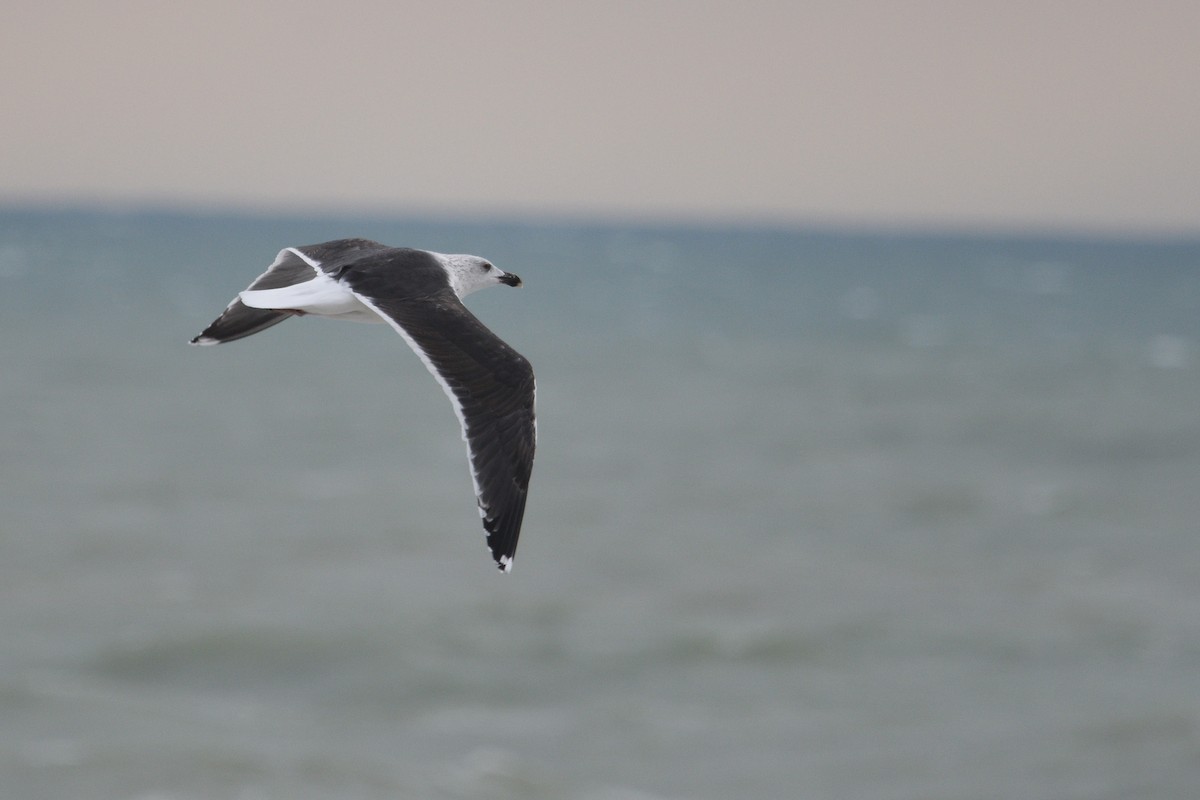 Great Black-backed Gull - ML646965196