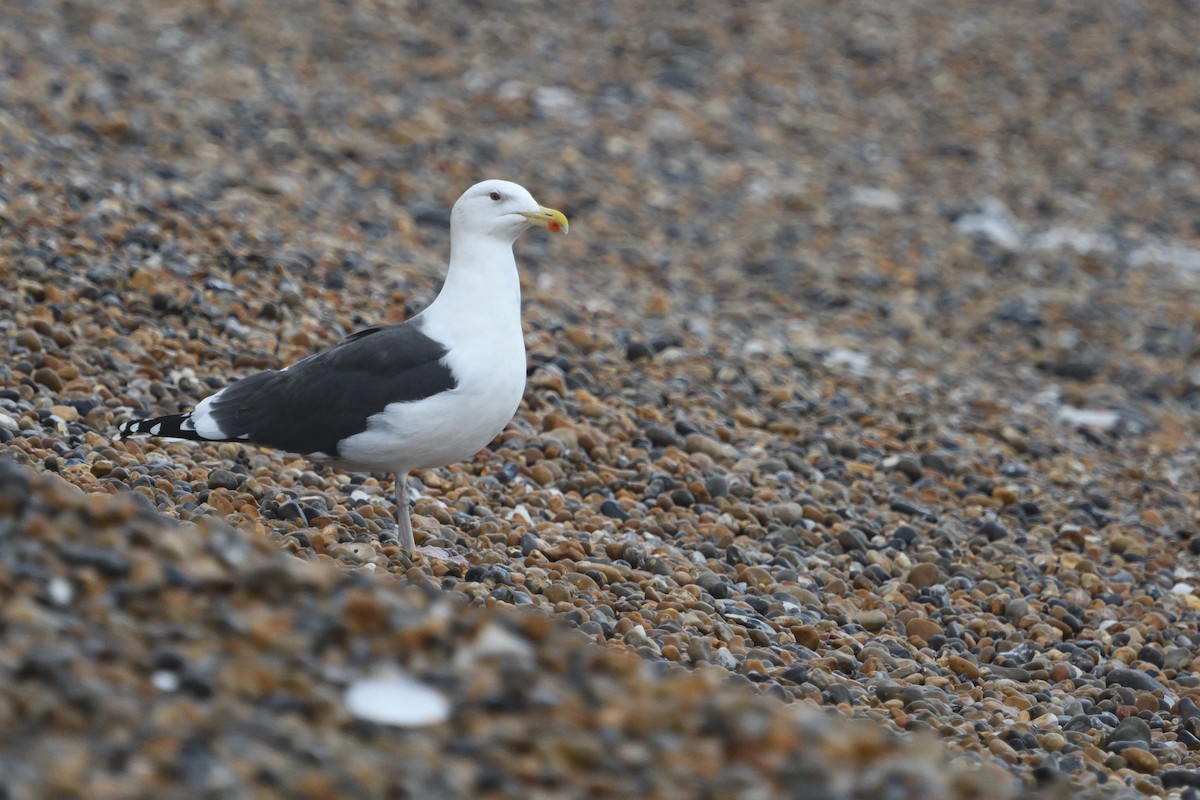 Great Black-backed Gull - ML646965197
