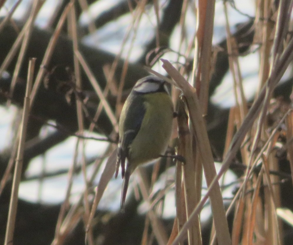 Eurasian Blue Tit - ML646965200
