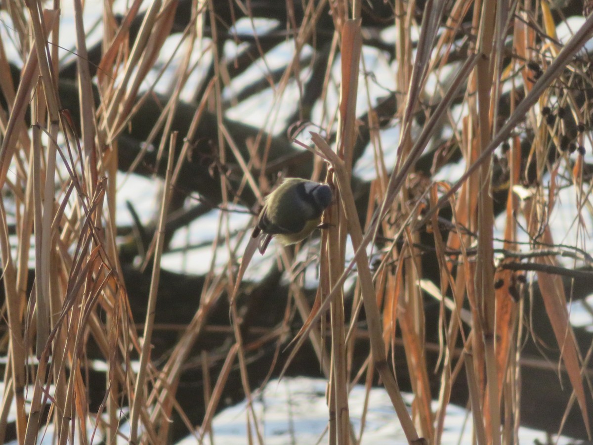 Eurasian Blue Tit - ML646965201