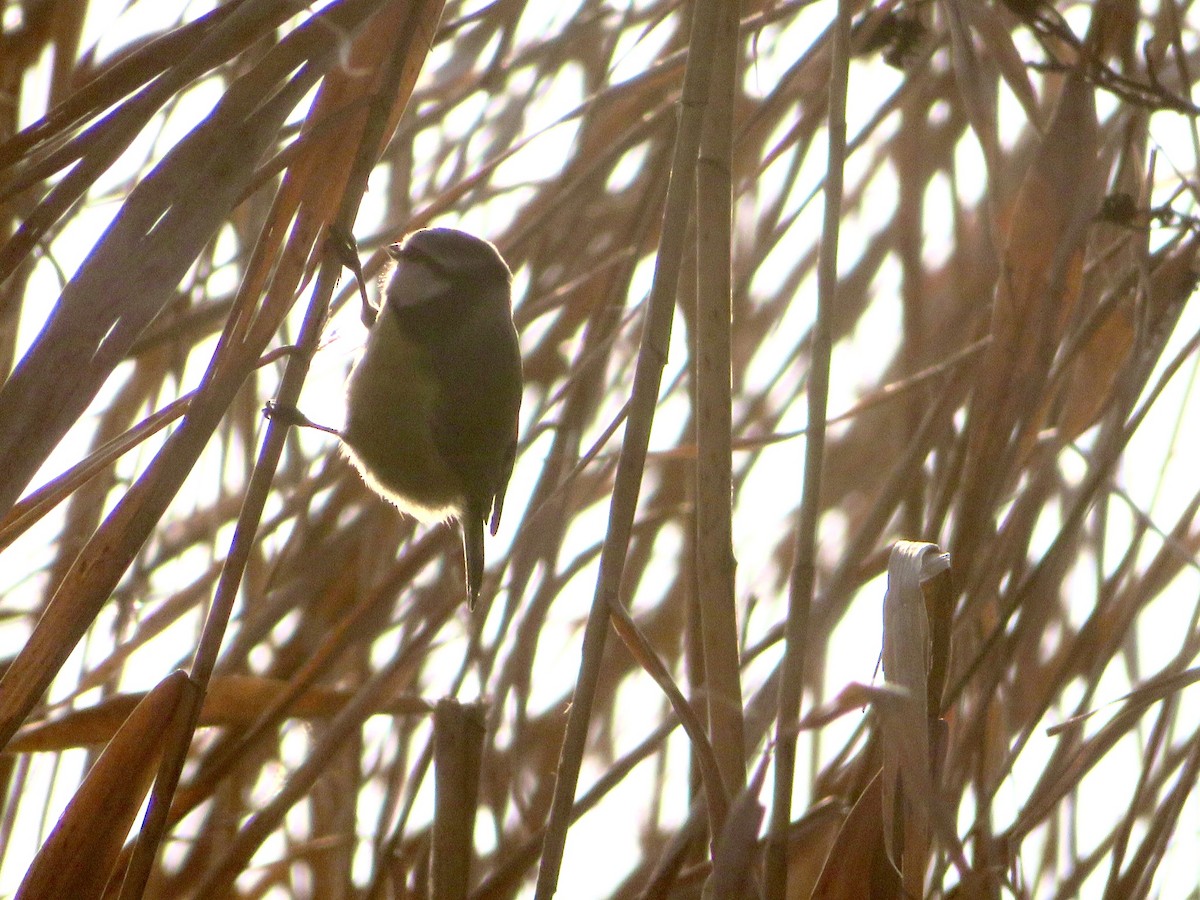 Eurasian Blue Tit - ML646965202