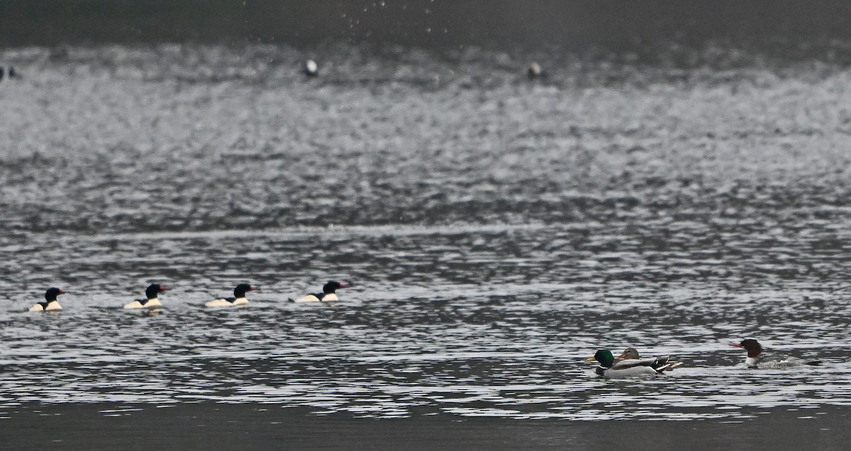 Common Merganser - ML646965203
