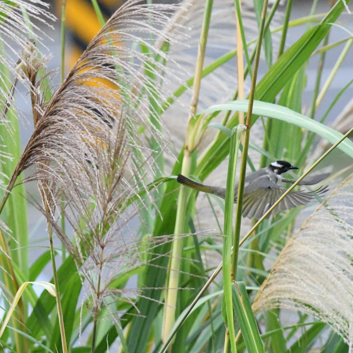 Нангиад бөлбөл - ML646965204