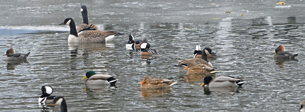 Hooded Merganser - ML646965206