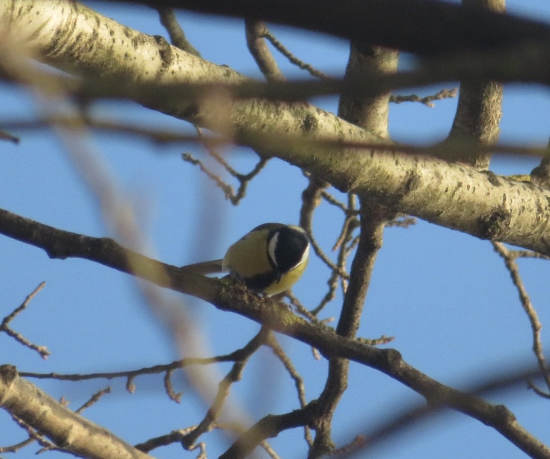 Great Tit - ML646965208