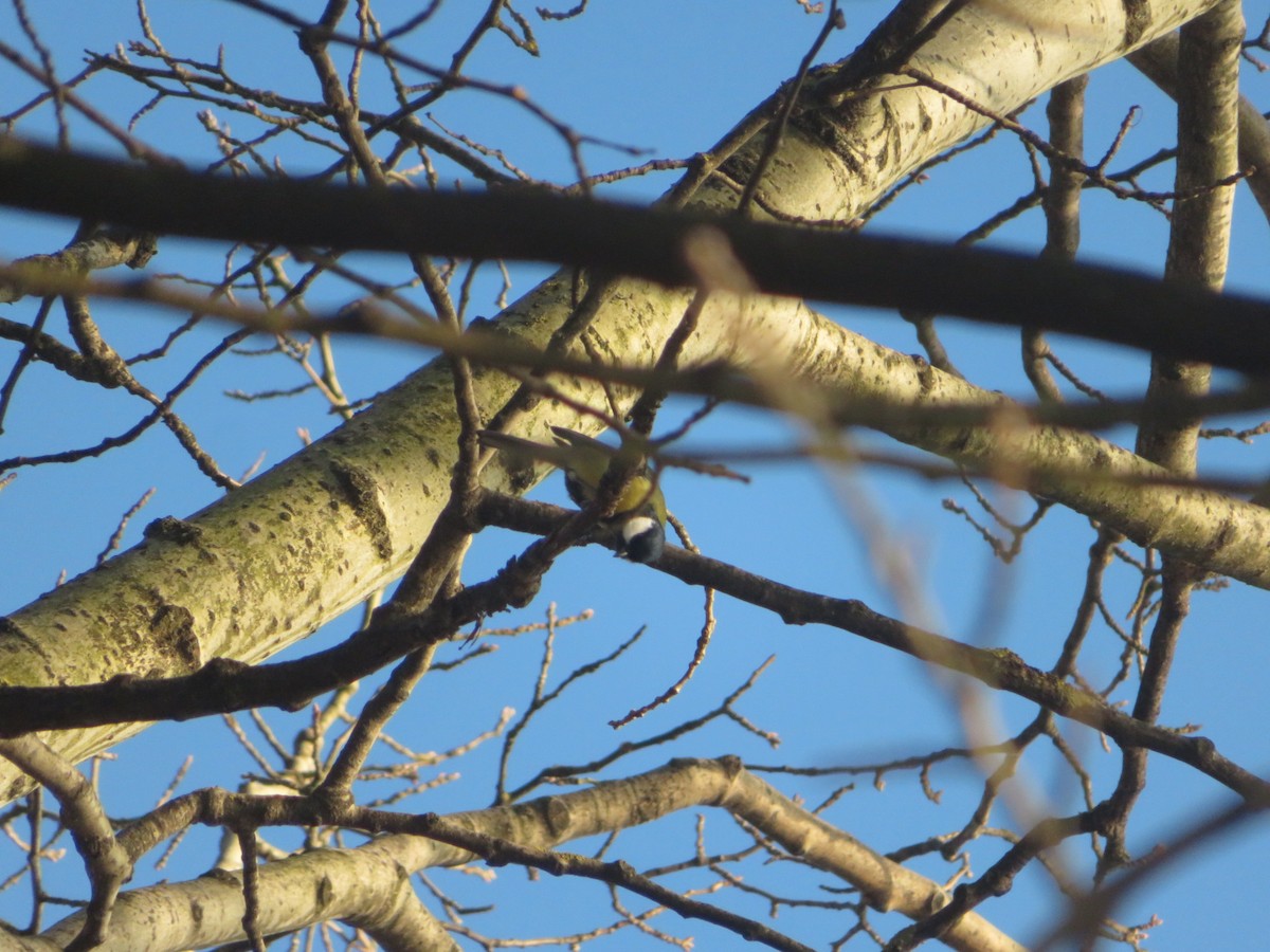 Great Tit - ML646965209