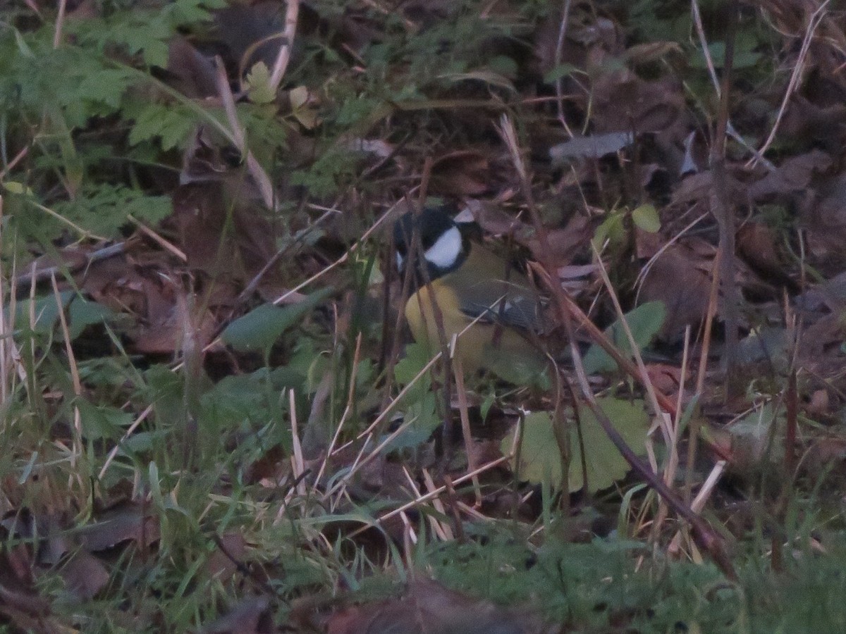 Great Tit - ML646965210
