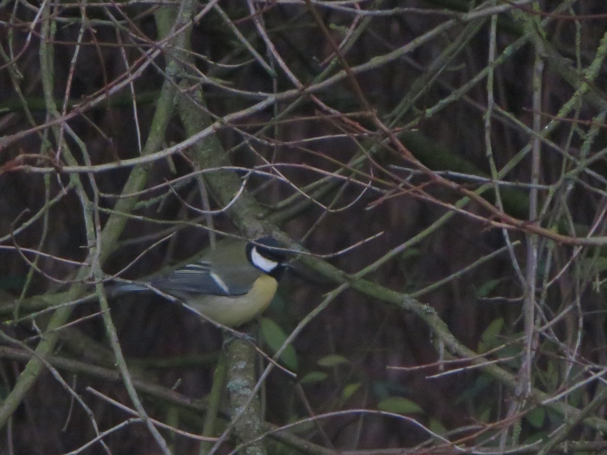 Great Tit - ML646965211