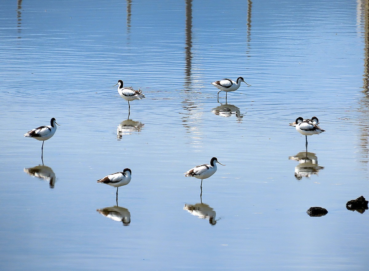 反嘴鴴 - ML646965213