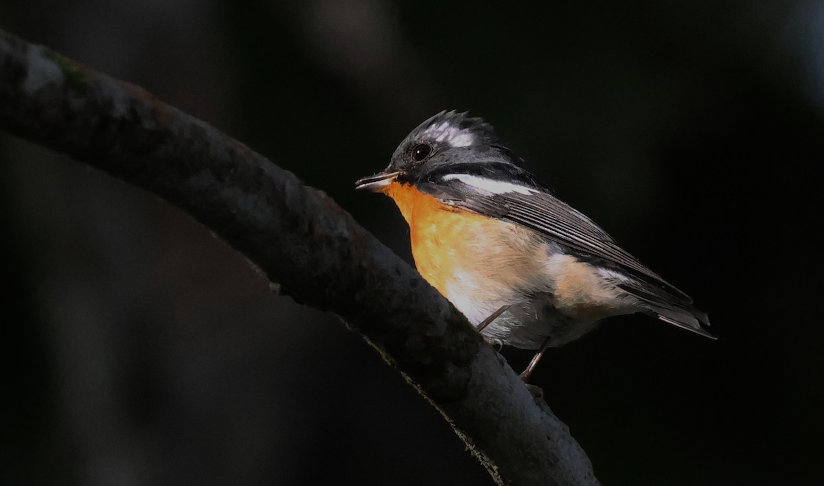 Mugimaki euli-txoria - ML646965214