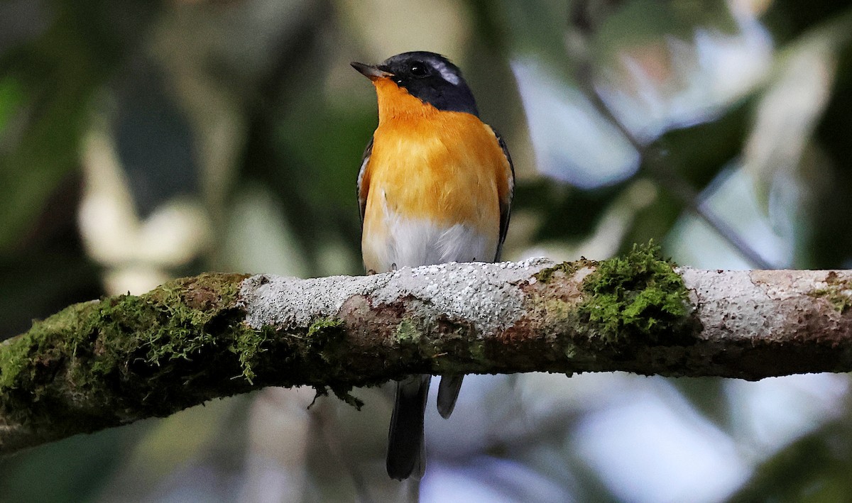 Mugimaki euli-txoria - ML646965216