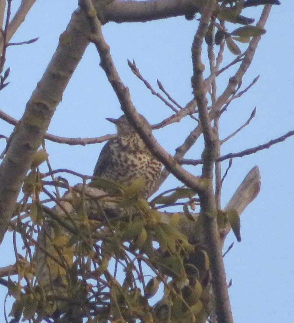 Mistle Thrush - ML646965218