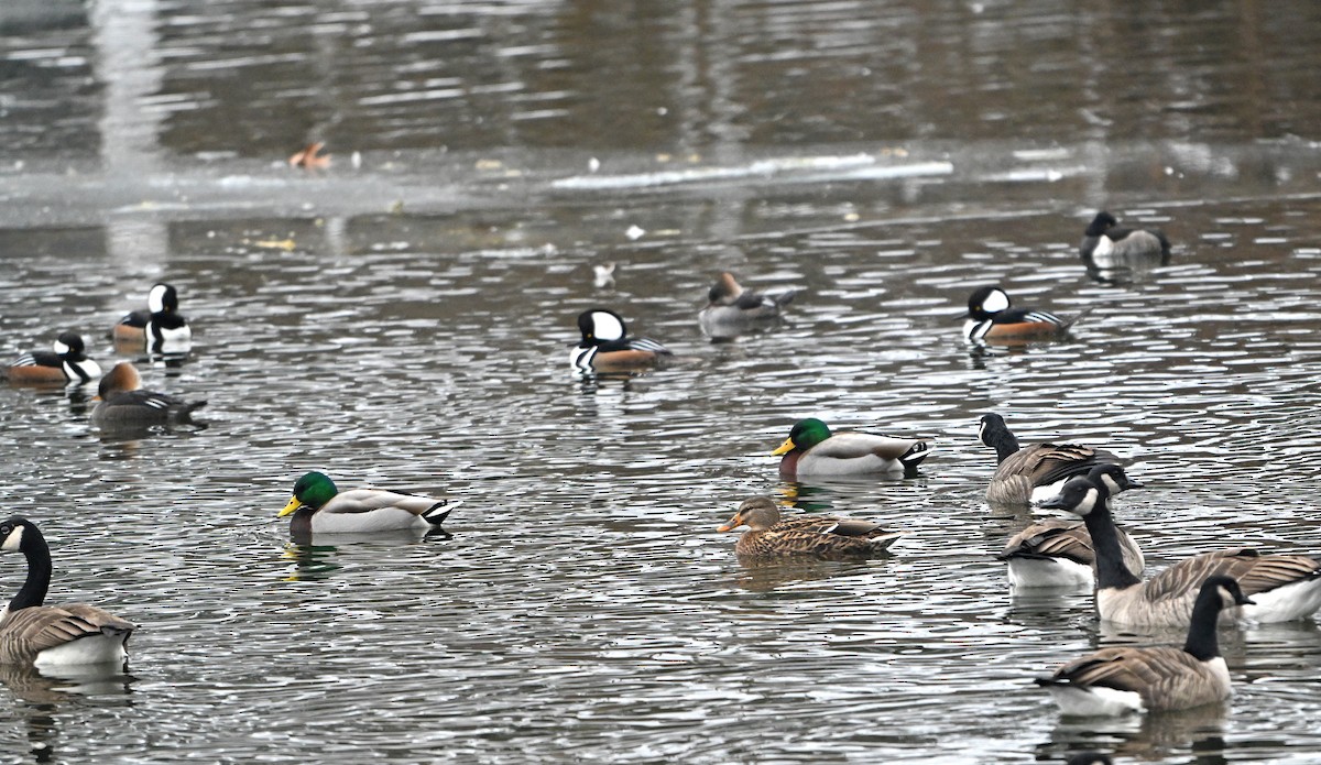 Mallard - ML646965219