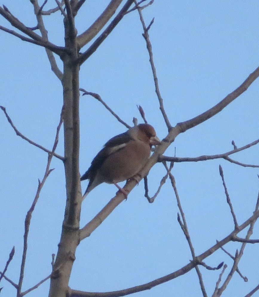 Hawfinch - ML646965225