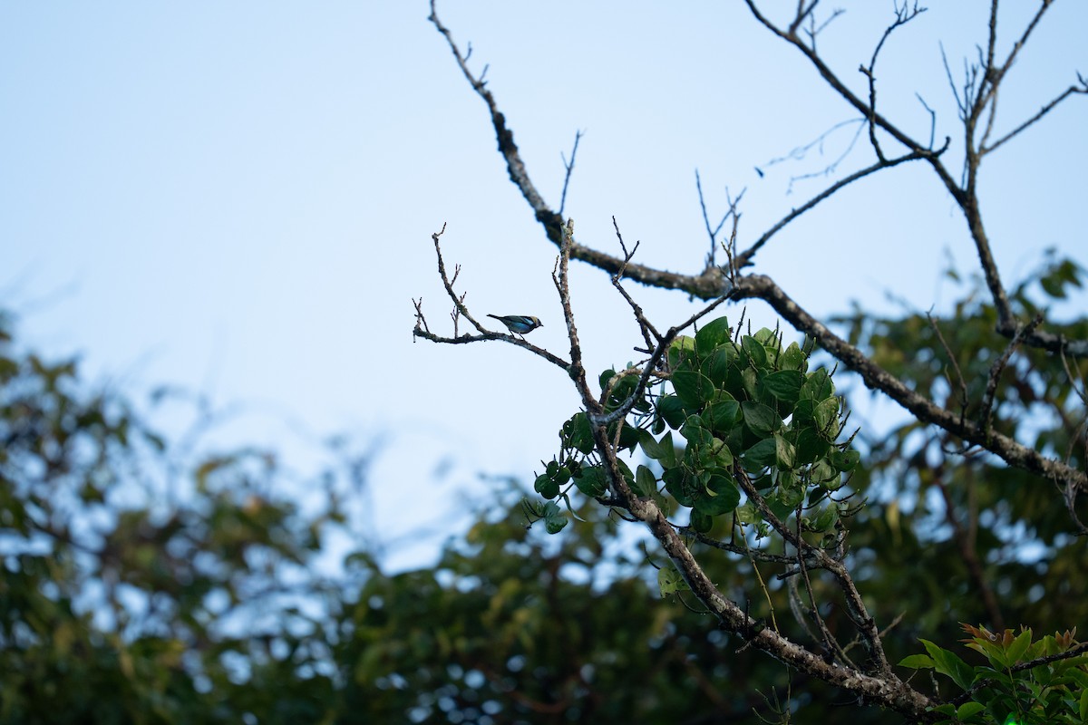 Golden-hooded Tanager - ML646965226