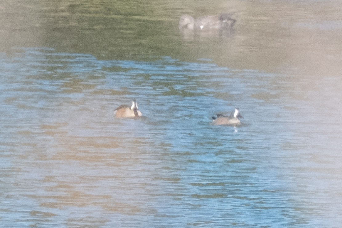 Синекрылый чирок - ML646965229