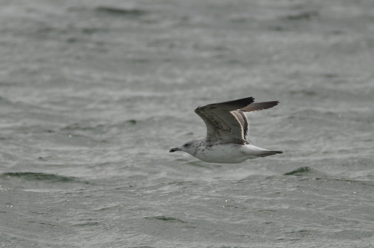 Zafferano - ML646965230