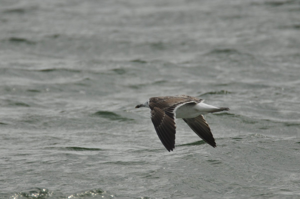 Zafferano - ML646965234