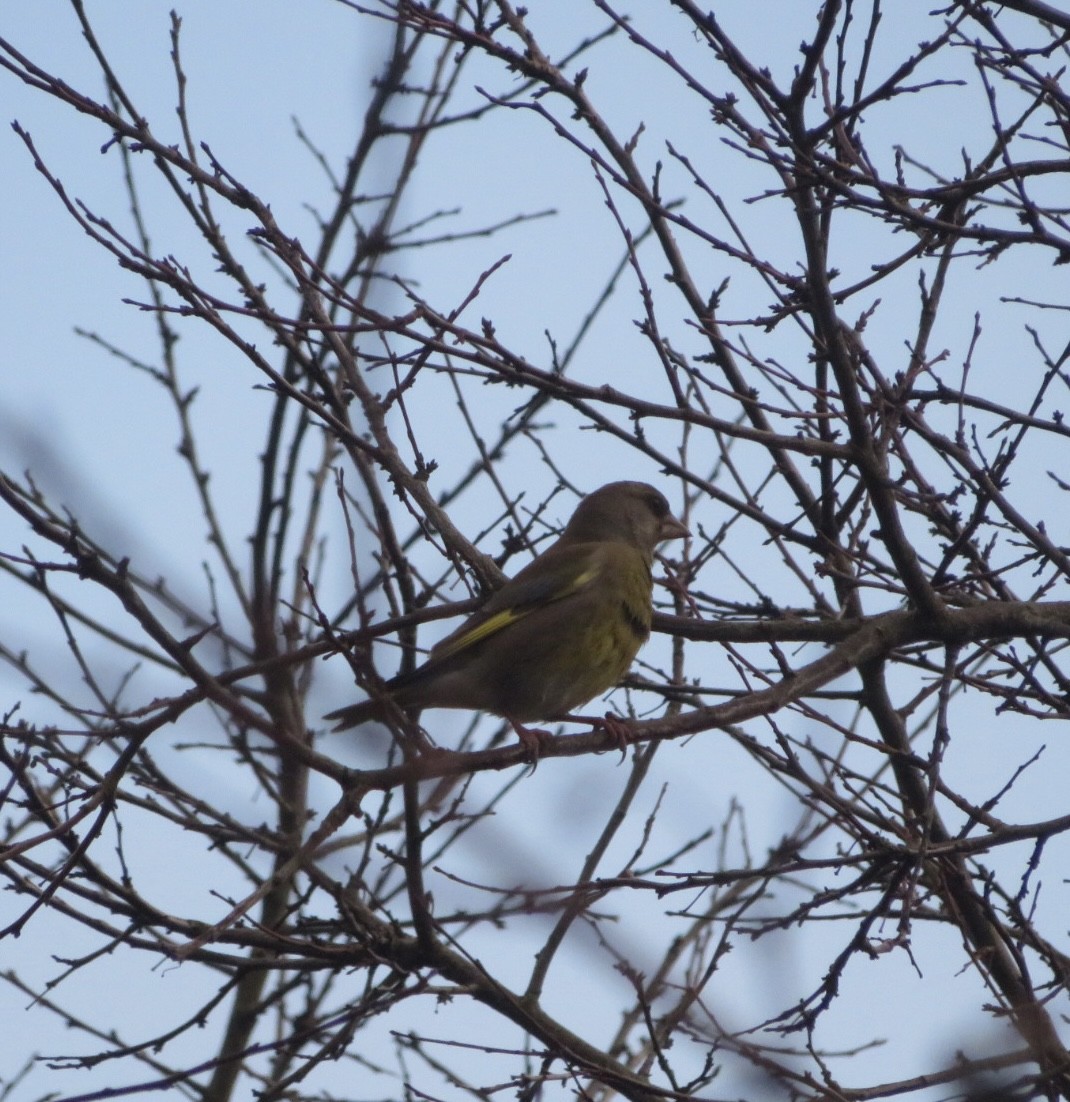 European Greenfinch - ML646965235