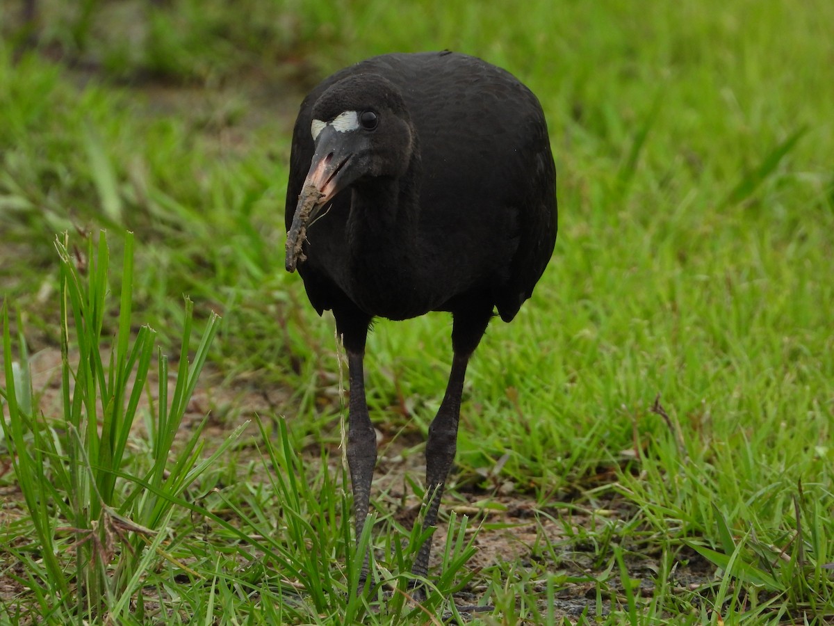 Ібіс чорний - ML646965237