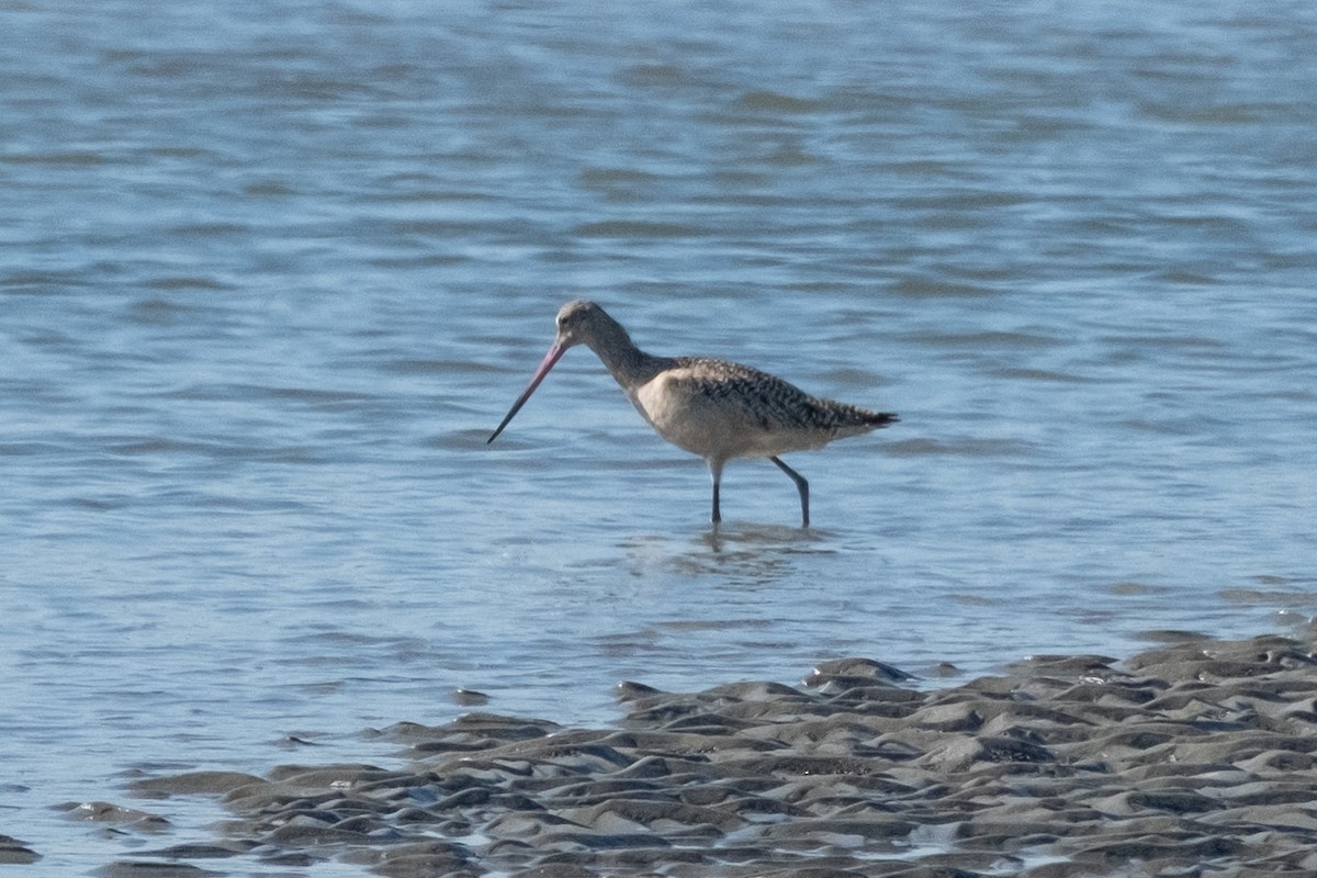 Пятнистый веретенник - ML646965238