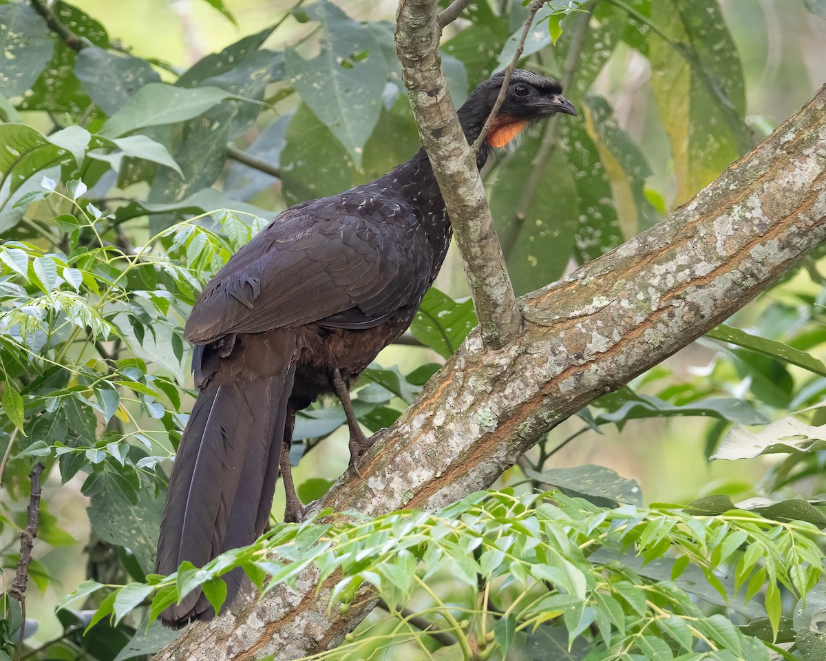 Dusky-legged Guan - ML646965244