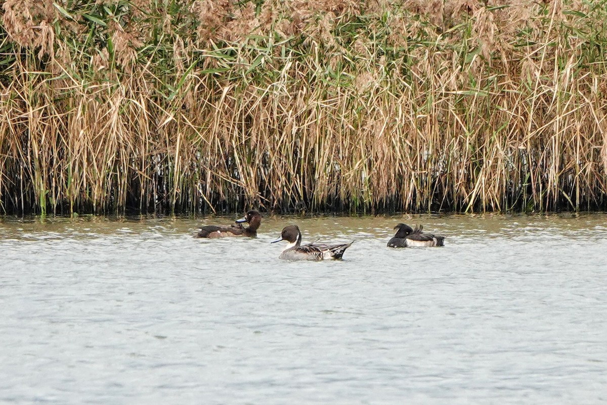 Canard pilet - ML646965250