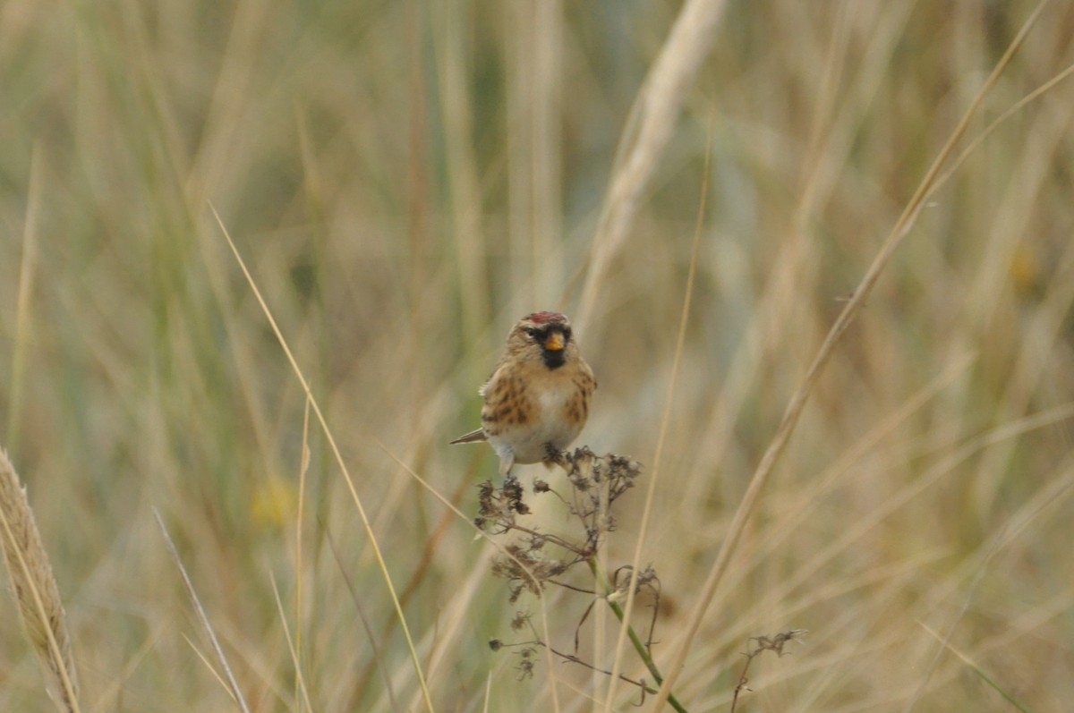 Pardillo Sizerín (alpino) - ML646965251
