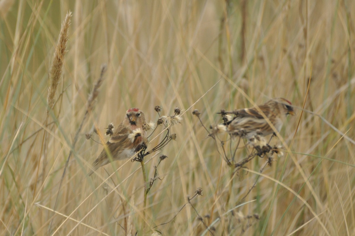 Pardillo Sizerín (alpino) - ML646965252