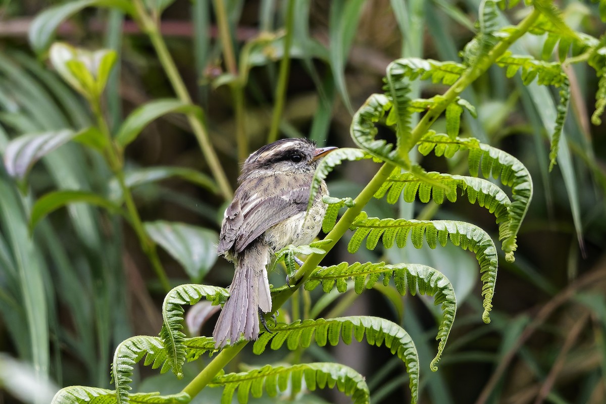 Agile Tit-Tyrant - ML646965265