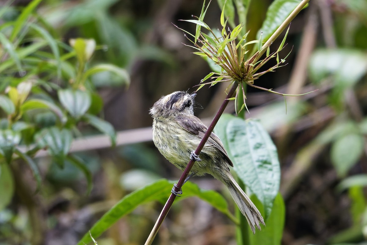 Agile Tit-Tyrant - ML646965266