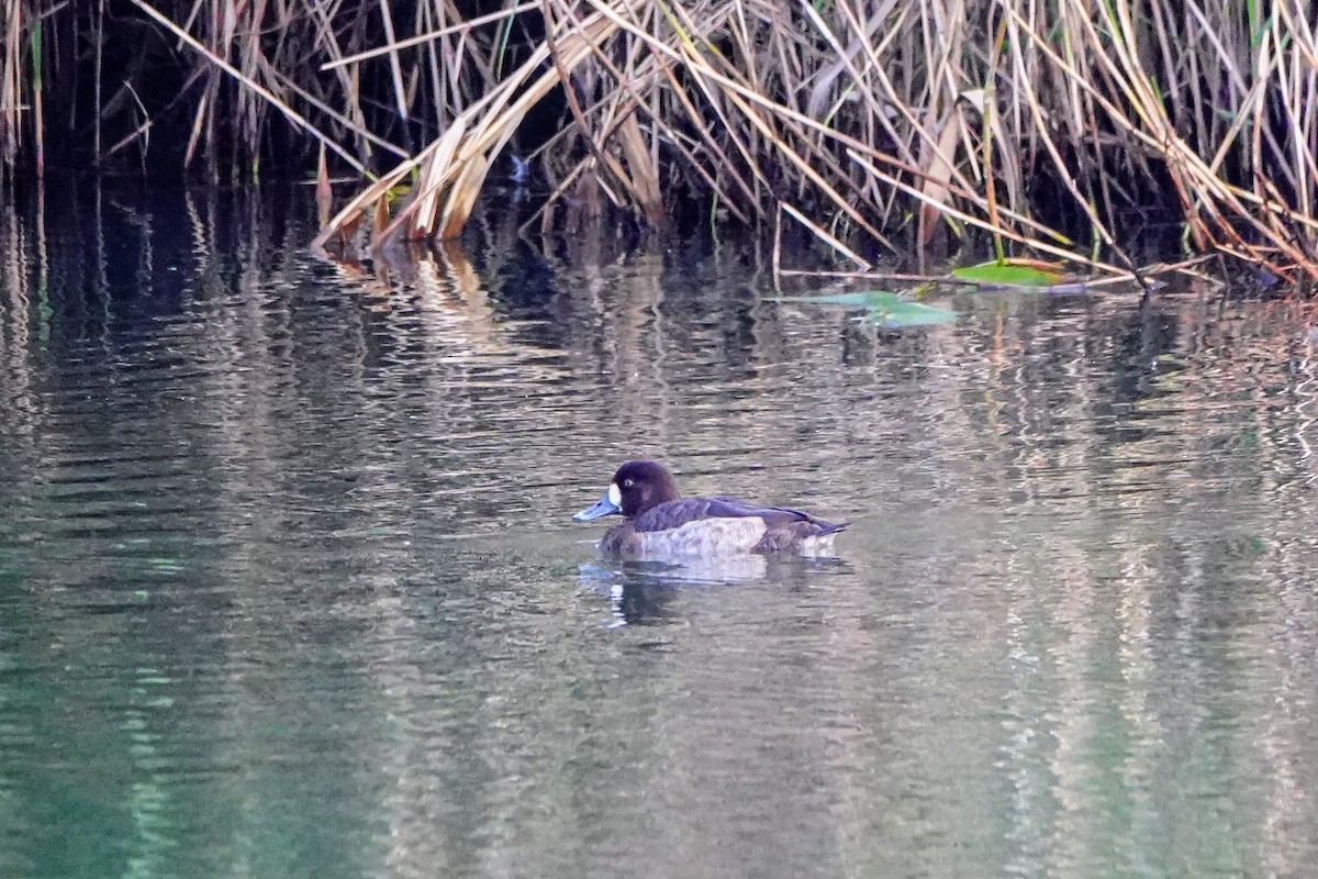 Fuligule milouinan - ML646965267