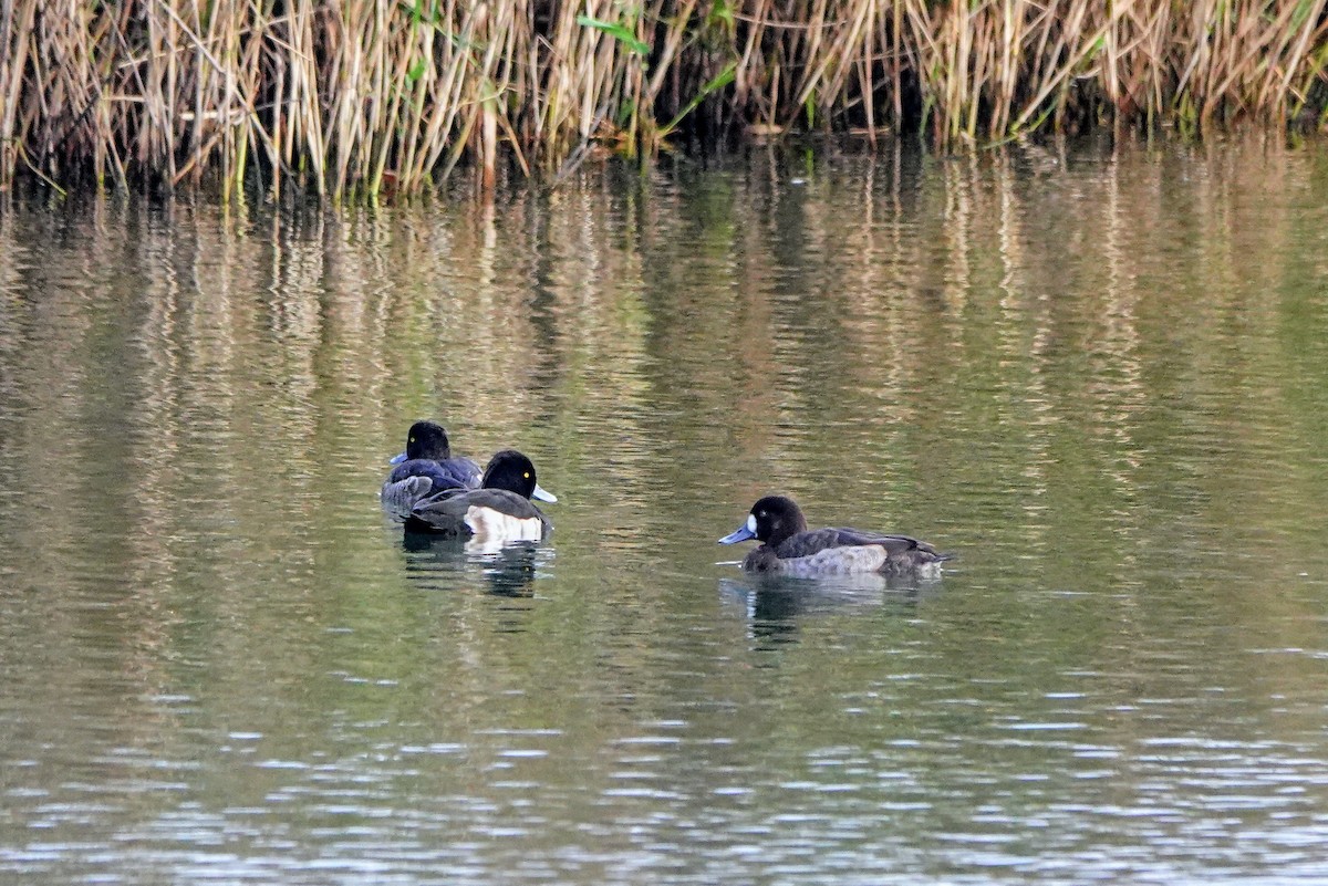 Fuligule milouinan - ML646965268