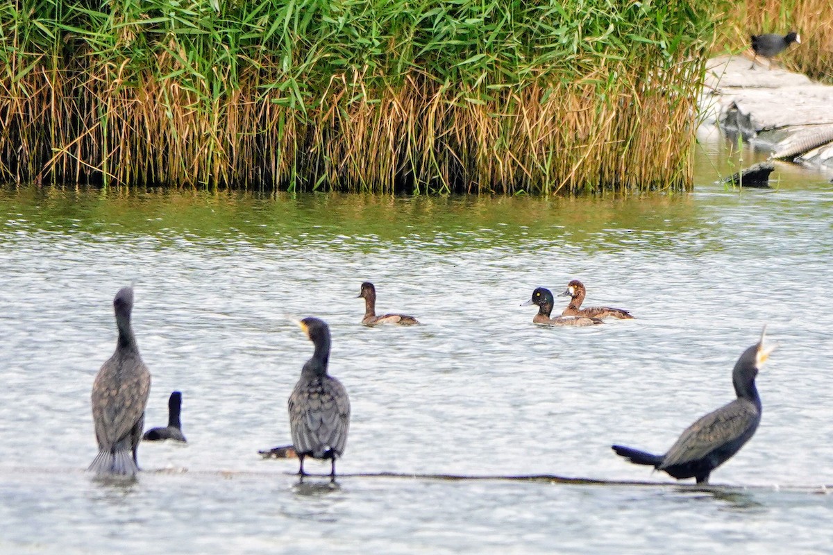 Fuligule milouinan - ML646965269