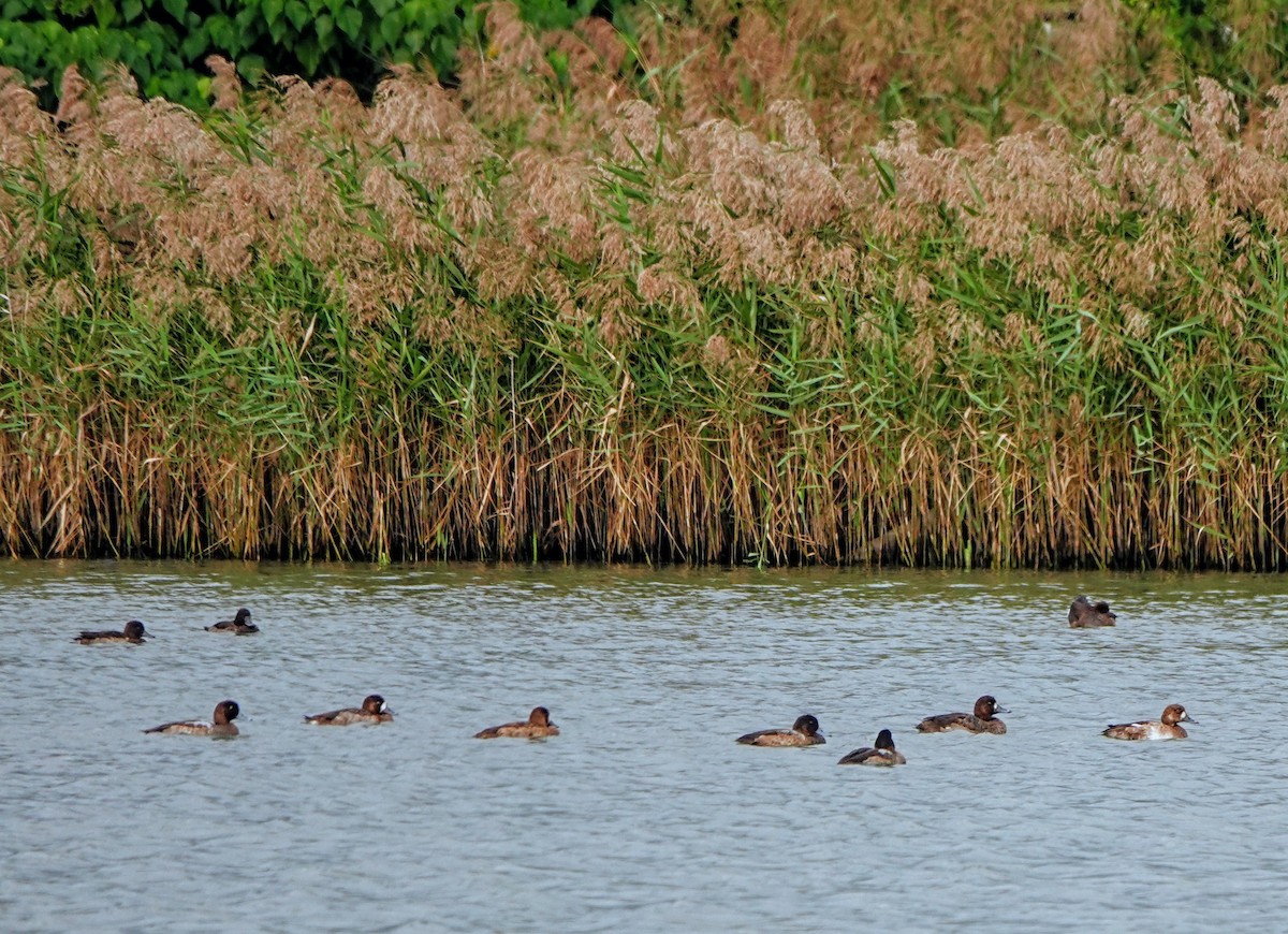 Fuligule milouinan - ML646965270