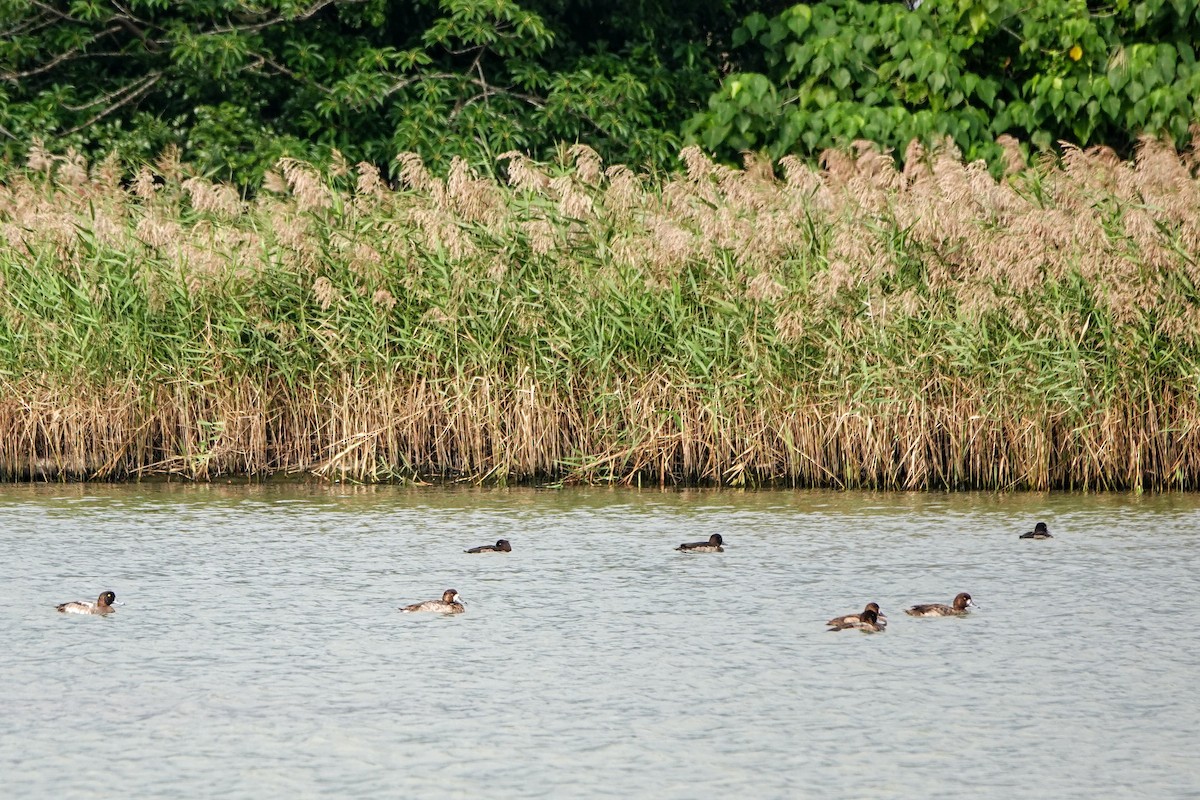 Fuligule milouinan - ML646965271