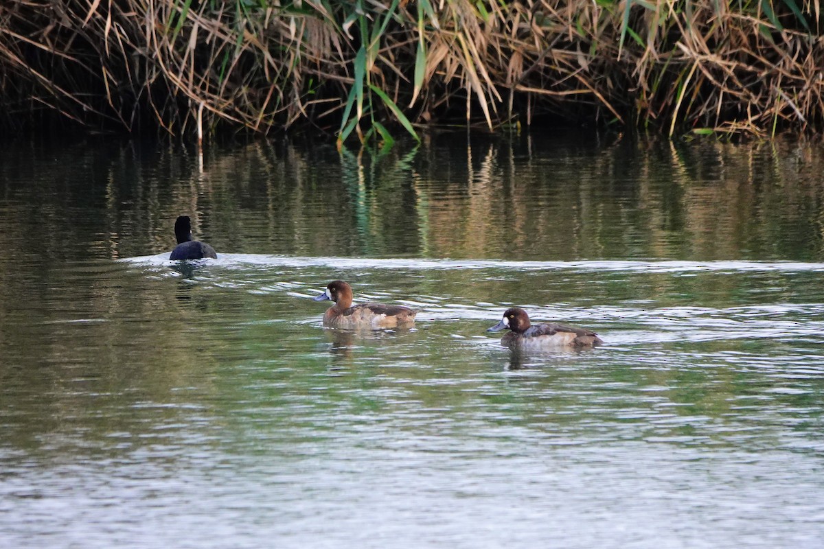 Fuligule milouinan - ML646965272