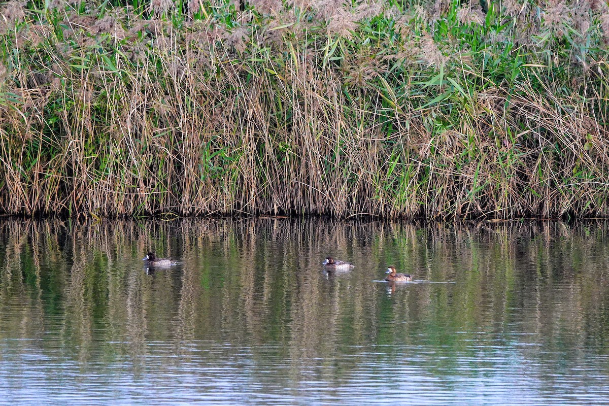 Fuligule milouinan - ML646965273