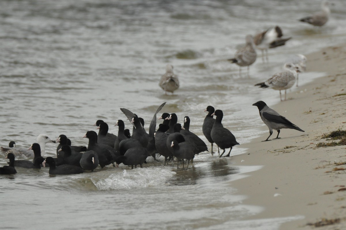 sothøne - ML646965279