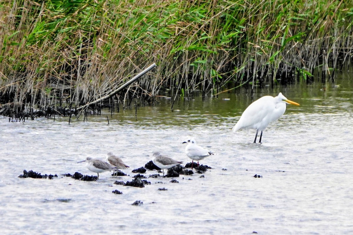 Mouette de Saunders - ML646965285