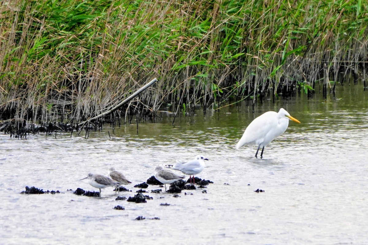 Mouette de Saunders - ML646965286