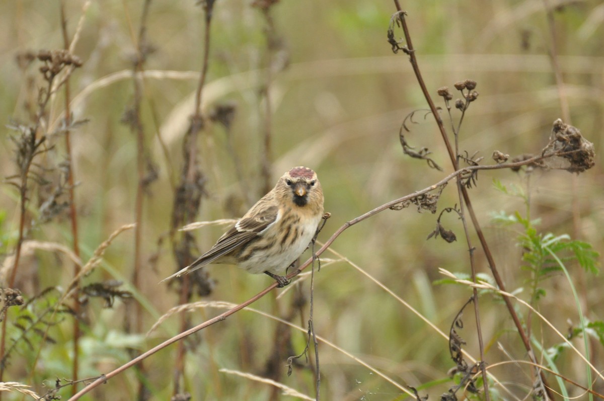 Pardillo Sizerín (alpino) - ML646965287